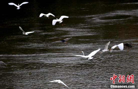 閩江生態(tài)向美，鷺鳥紛飛。（王東明 攝）