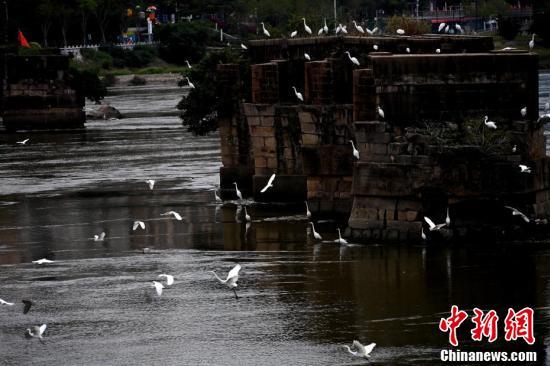 白鷺在閩江老橋墩邊上飛翔。（王東明 攝）