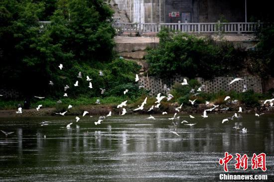 閩江生態(tài)向美，鷺鳥紛飛。（王東明 攝）