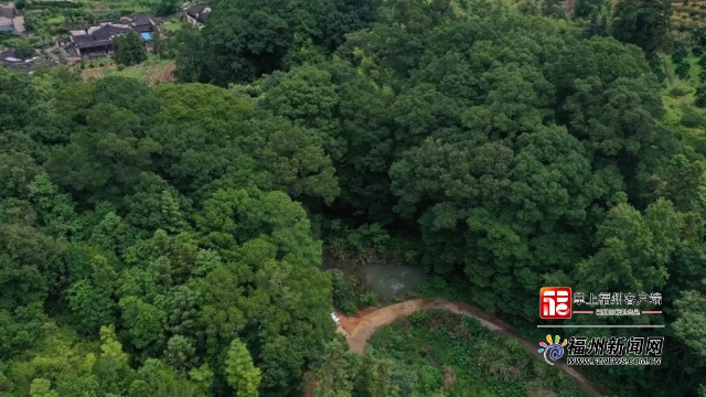 第二批福建最美古樹遴選結(jié)果揭曉 福州兩個古樹群上榜