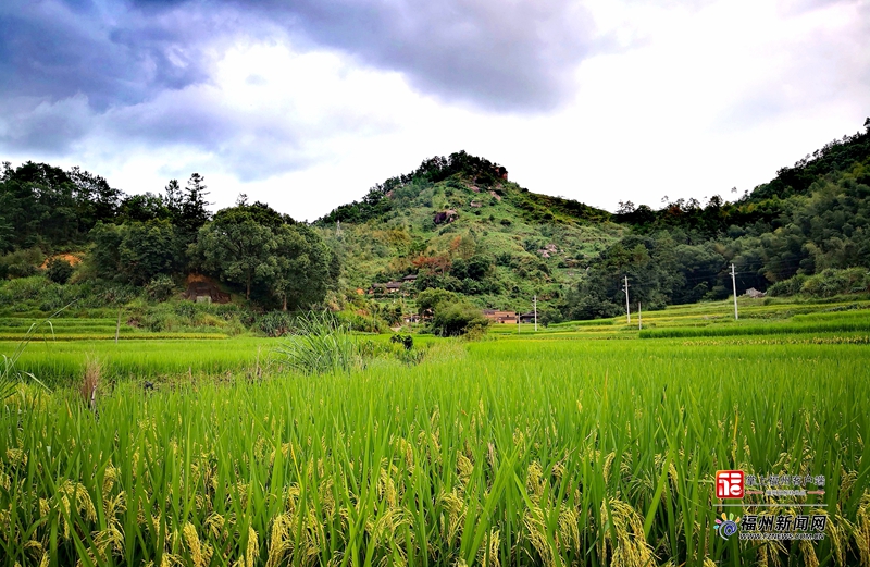 羅源縣白塔鄉(xiāng)：糧辰美景 繪就鄉(xiāng)村豐收畫卷