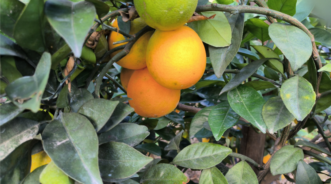 “橙”果喜人！快來長樂湖里村！