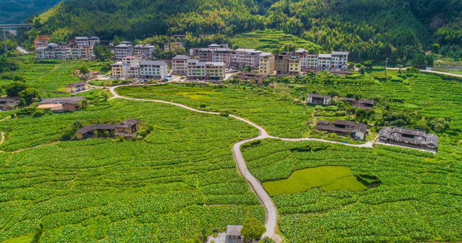 永春縣農(nóng)業(yè)農(nóng)村局供圖