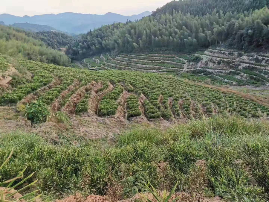 永春岐山村生姜種植基地