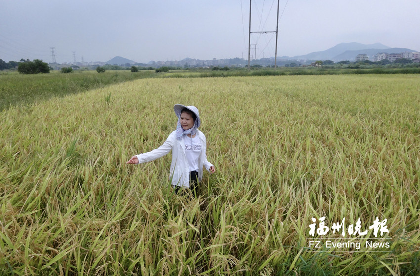 鐘昌穗：稻田守望者 農(nóng)民貼心人