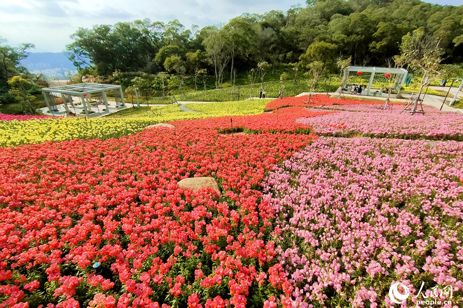 廈門東坪山金魚草花朵沿著山谷競相綻放，仿佛為山林披上了一襲新年“花衣”。人民網(wǎng) 陳博攝
