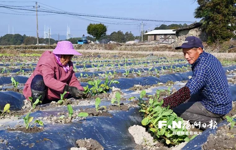 新塘立春搶農(nóng)時 保障福州“菜籃子”