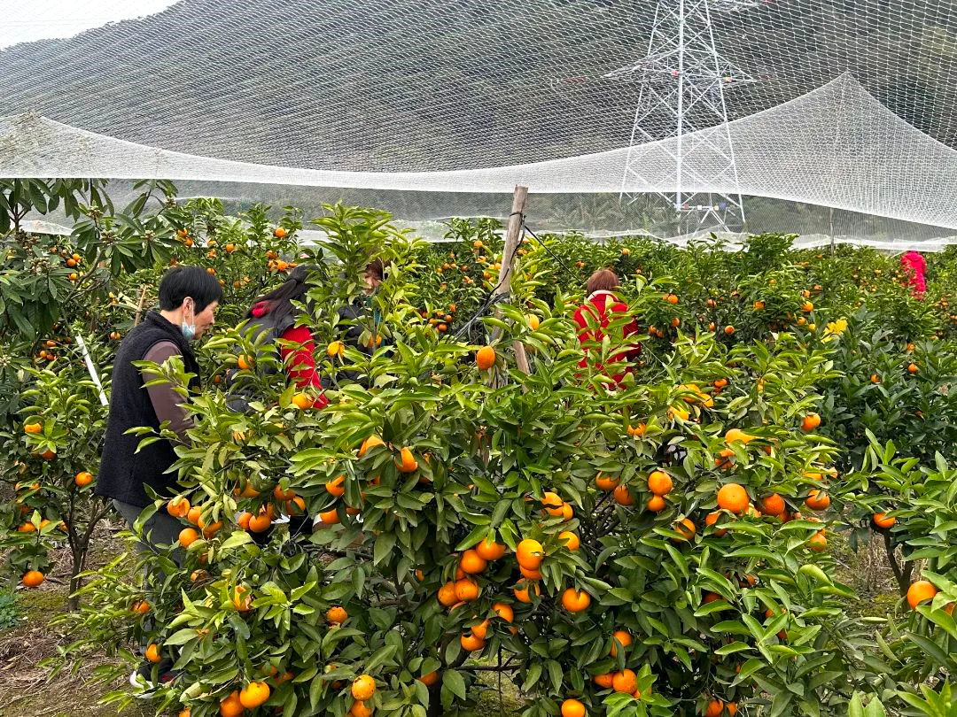 黃了枝頭、甜上心頭！長(zhǎng)樂(lè)這里的沃柑熟啦→