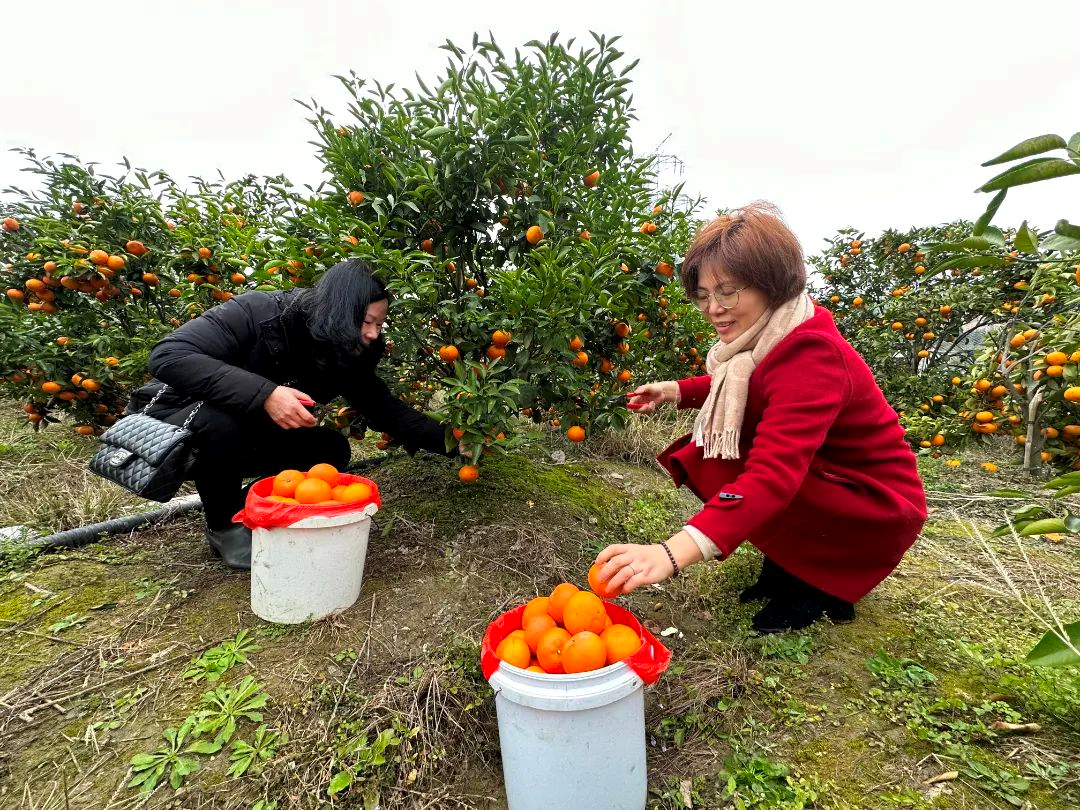 黃了枝頭、甜上心頭！長(zhǎng)樂(lè)這里的沃柑熟啦→