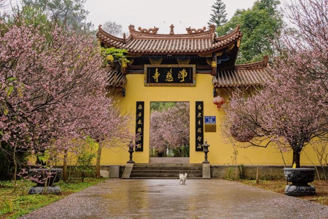 天馬山凈慈寺梅花。丘玉斌攝