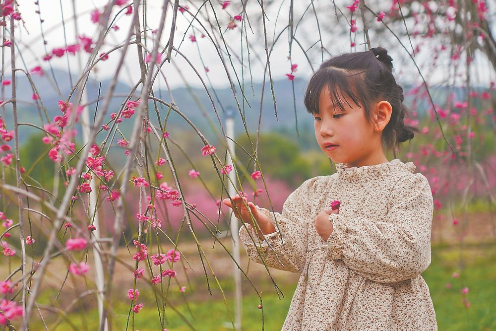 福建建寧：梅花朵朵醉游人
