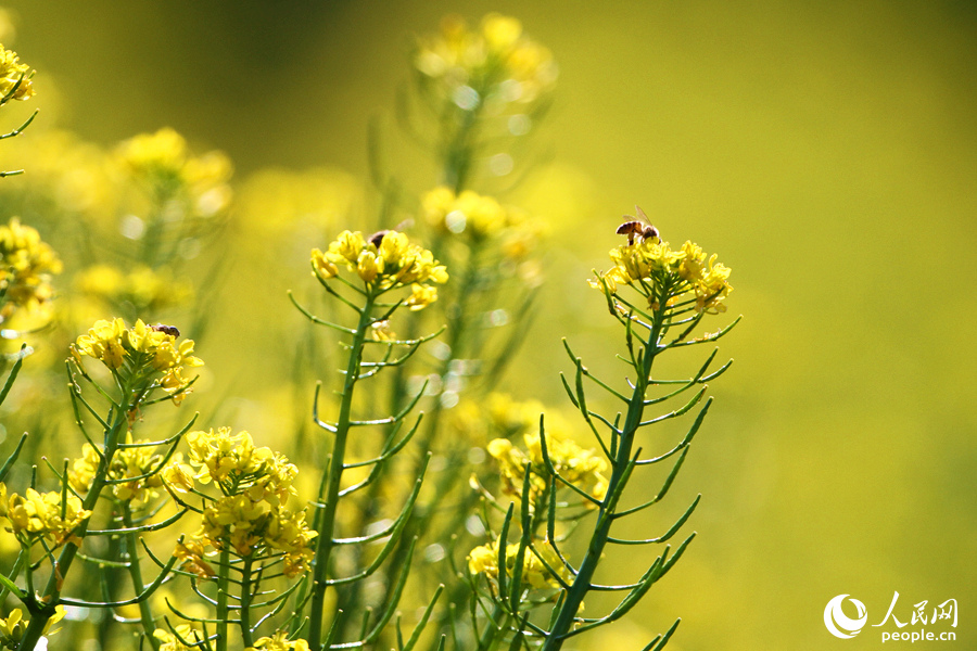 廈門(mén)市同安區(qū)蓮花鎮(zhèn)的油菜花盛開(kāi)成海，淡淡花香隨風(fēng)飄散，沁人心脾。人民網(wǎng) 陳博攝