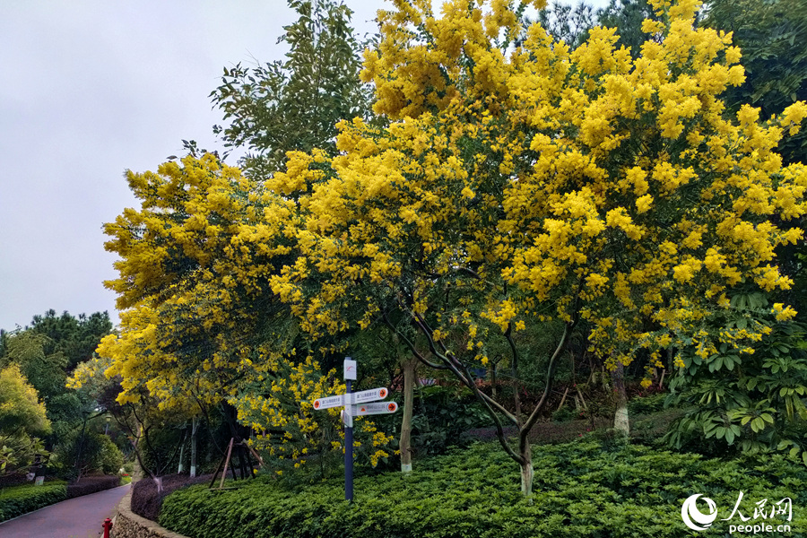廈門(mén)市湖里區(qū)薛嶺山公園內(nèi)金合歡滿樹(shù)黃花。人民網(wǎng) 陳博攝