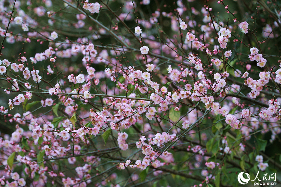 廈門(mén)市園林植物園梅花綴滿枝頭。人民網(wǎng) 陳博攝