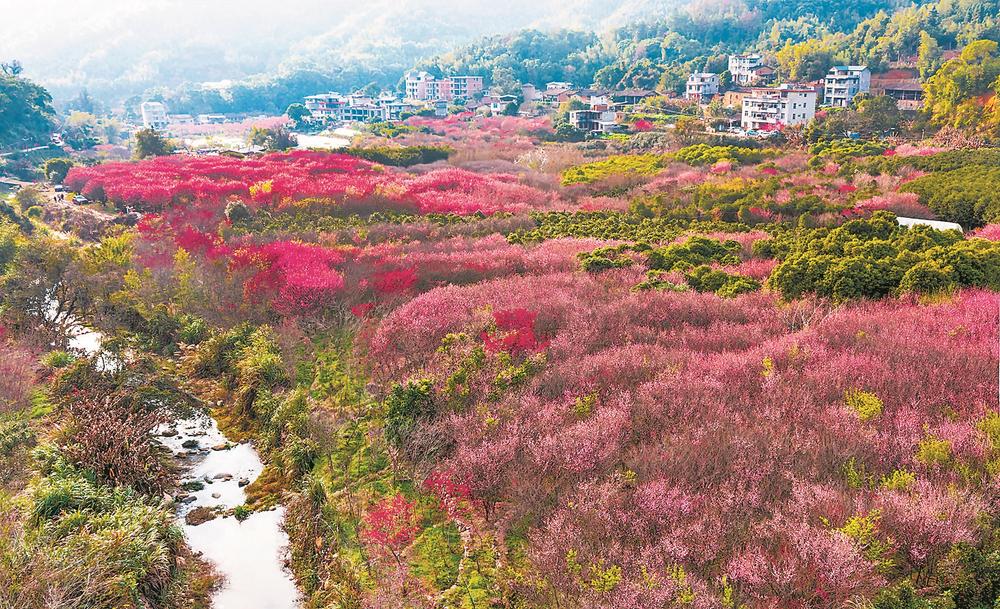 閩侯古響自然村梅花盛開 進(jìn)入最佳觀賞期