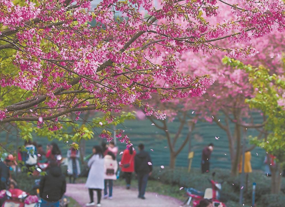 福建漳平：紅櫻枝頭春意鬧
