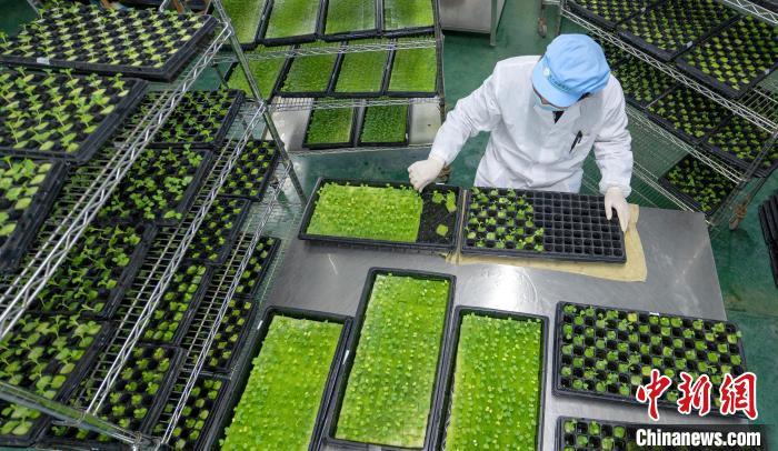 工作人員在“植物工廠”車間內(nèi)，分栽蔬菜幼苗?！】祽c平 攝