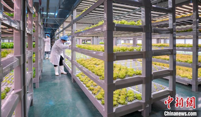“植物工廠”結(jié)合環(huán)境溫濕度及二氧化碳特性，利用LED植物誘導(dǎo)光源替代日光照明。　康慶平 攝