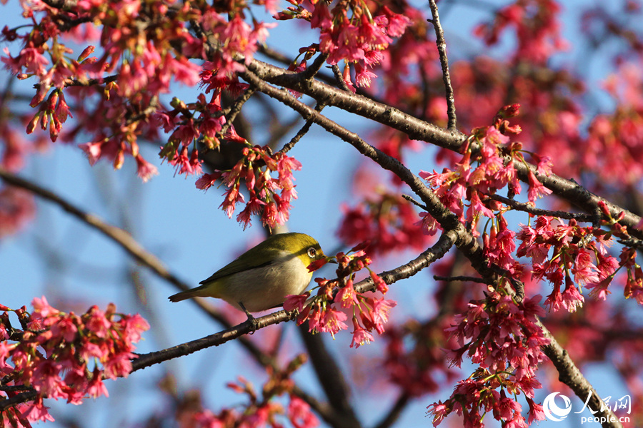 鳥(niǎo)兒在櫻花枝頭享受春日暖陽(yáng)。人民網(wǎng) 陳博攝