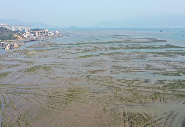新華社關(guān)注福建：推進(jìn)互花米草綜合治理及生態(tài)修復(fù)