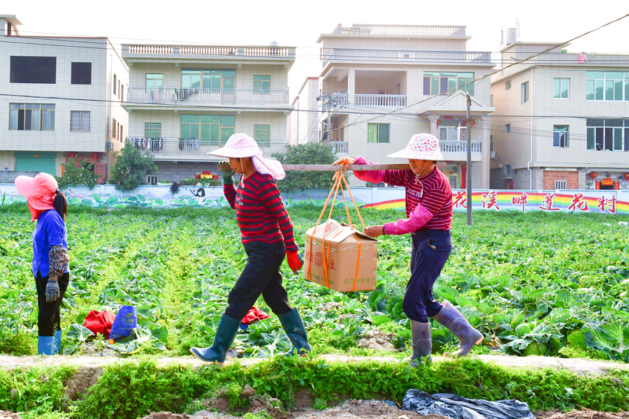 村民們挑著裝箱的土豆走在田壟上。夏海濱攝