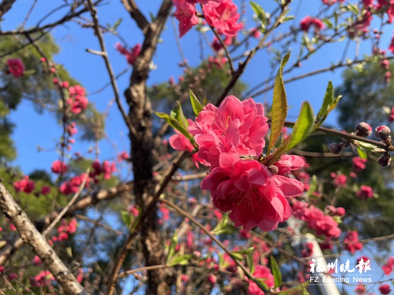 桃花灼灼 福州迎來早春美景