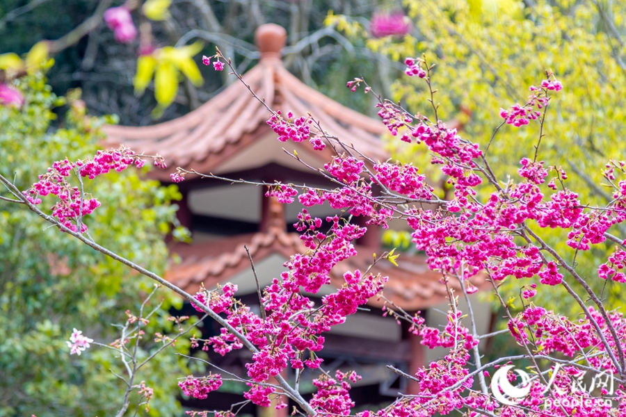 4、連綿的櫻花如云似霞。人民網(wǎng) 錢嘉禾攝