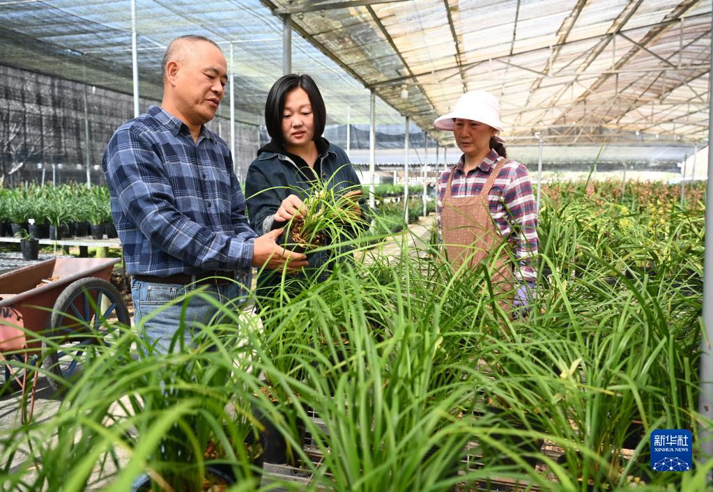 福建南靖：春季時節(jié)花農(nóng)忙