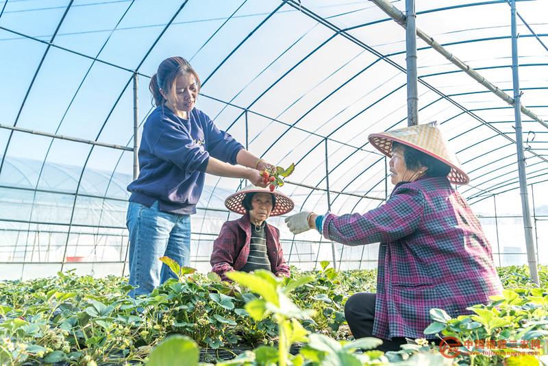 張小芳與工人交流草莓修剪方法.JPG