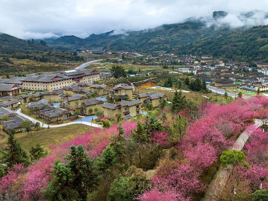 2.粉紅色櫻花與不遠(yuǎn)處土樓相襯，迷人耀眼。馮木波攝