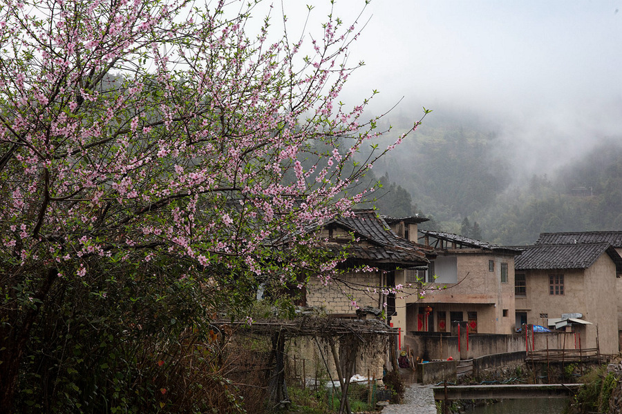 5.土樓春意濃濃花枝俏，正是踏青賞花好時(shí)節(jié)。馮木波攝
