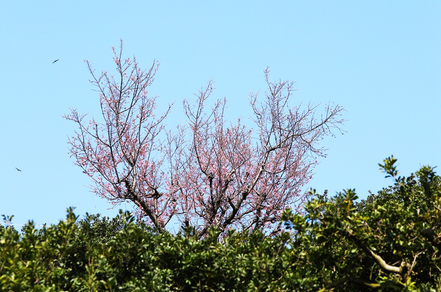 遠(yuǎn)處，臺(tái)林農(nóng)場(chǎng)“祖母”櫻高大的枝冠十分顯眼。林潔攝