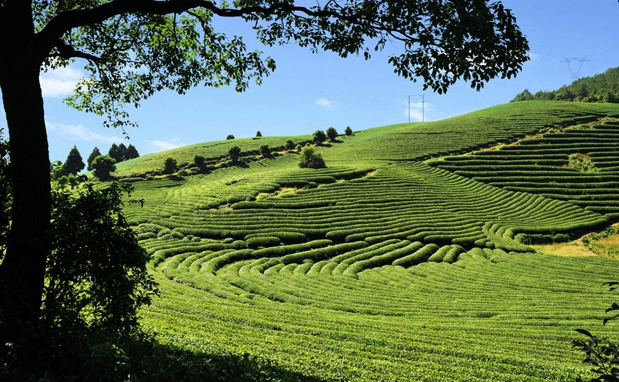 蕉城區(qū)八都鎮(zhèn)茶園。蕉城區(qū)融媒體中心供圖