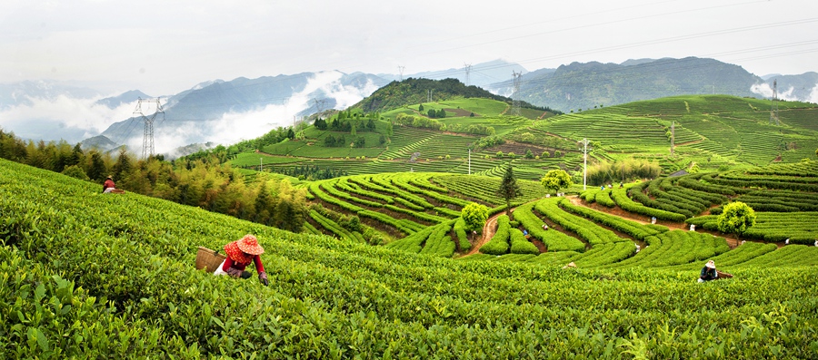 茶農(nóng)采茶忙。蕉城區(qū)融媒體中心供圖