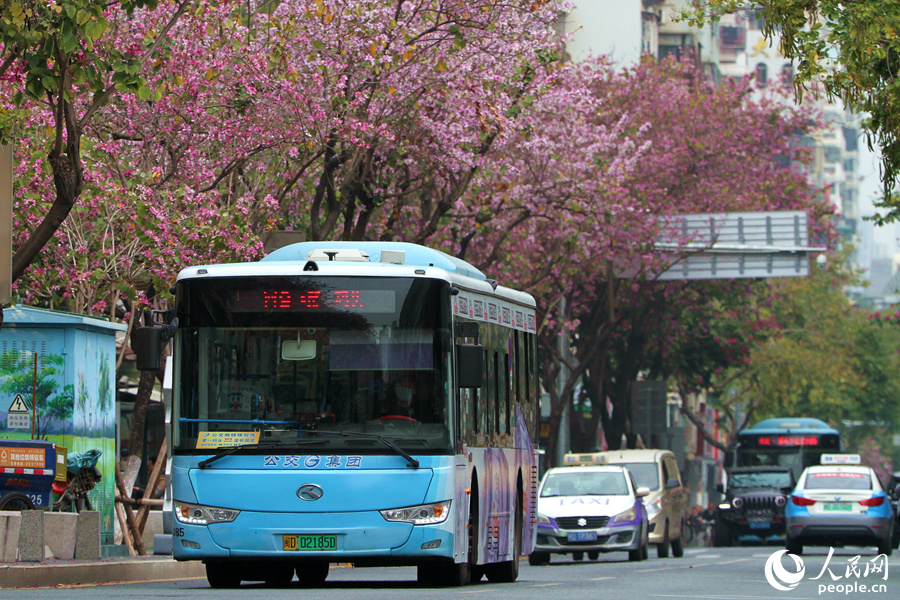 廈門禾祥西路繁花似錦，宮粉羊蹄甲花朵沿街盛放。人民網(wǎng) 陳博攝