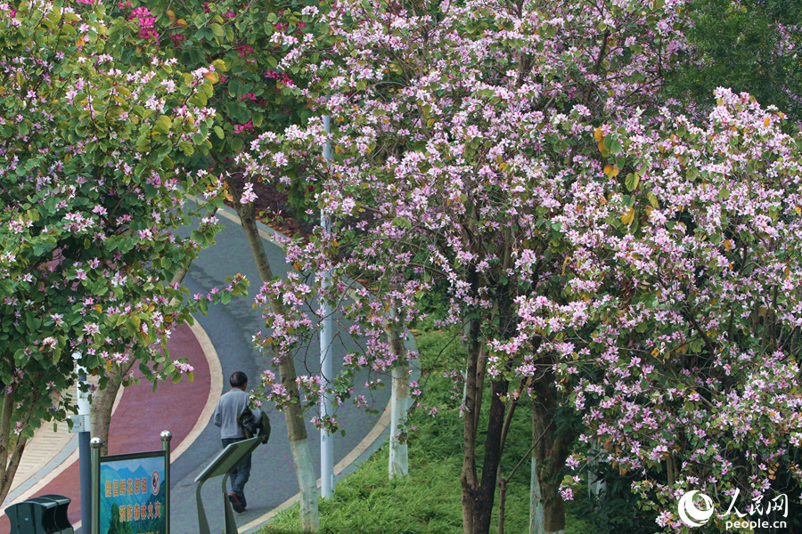 廈門虎頭山公園內(nèi)，上百株宮粉羊蹄甲競相綻放。人民網(wǎng) 陳博攝
