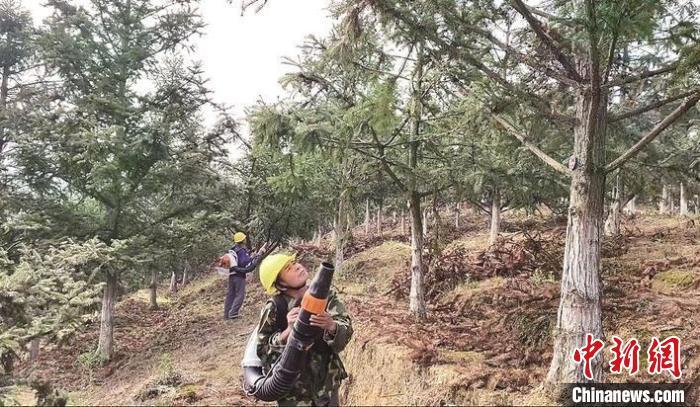 圖為人工輔助授粉?！×旨t 攝