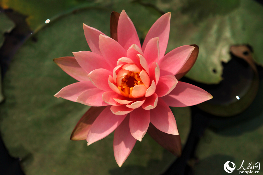 睡蓮的外型與荷花相似，花朵朝開暮合，因而被稱為“花中睡美人”。人民網(wǎng) 陳博攝