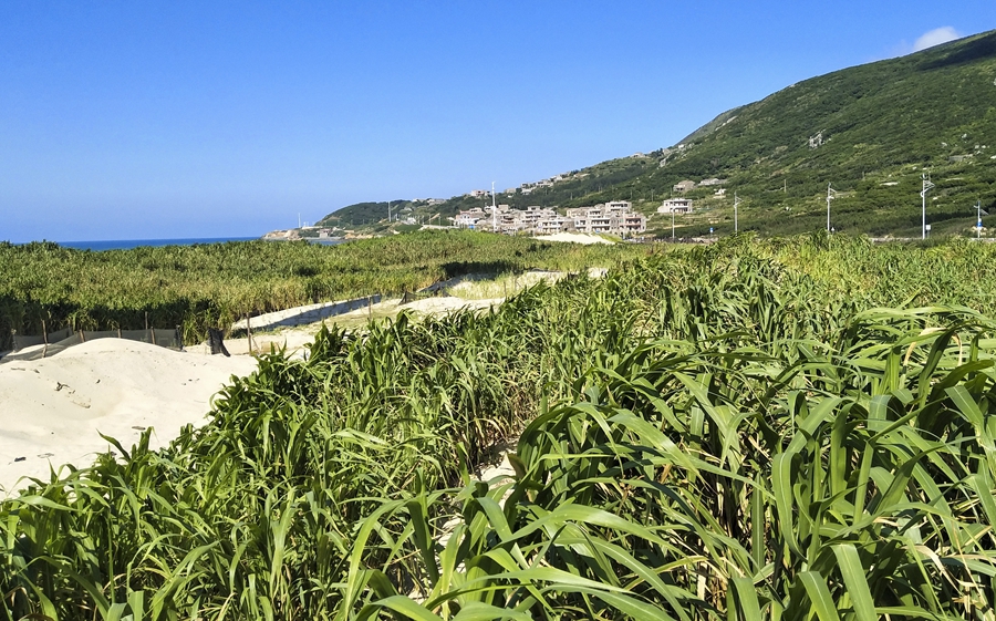 平潭菌草防風(fēng)固沙研究與示范基地。福建農(nóng)林大學(xué)供圖