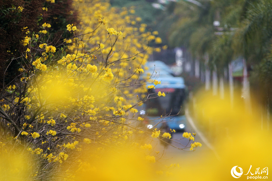 1.廈門湖濱西路，黃花風鈴木花朵成片綻放。人民網 陳博攝