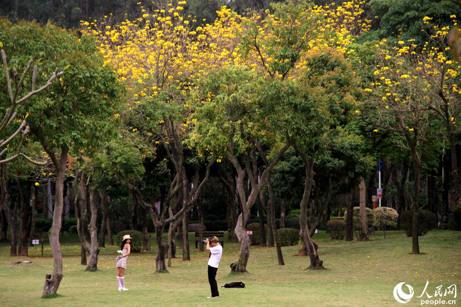 9.廈門忠侖公園草坪上，黃花風鈴木與綠樹相映美如畫。人民網 陳博攝