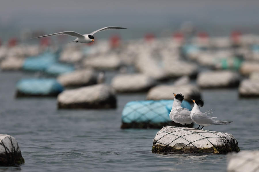 2、中華鳳頭燕鷗是國家一級保護(hù)動物，因極為罕見，蹤跡神秘，被譽為“神話之鳥”。每年清明前后的15天內(nèi)，中華鳳頭燕鷗都會來到圍頭灣“談情說愛”。肖書平攝