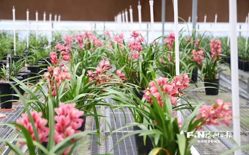 閩侯林花經(jīng)濟(jì)如何“花樣”更多？