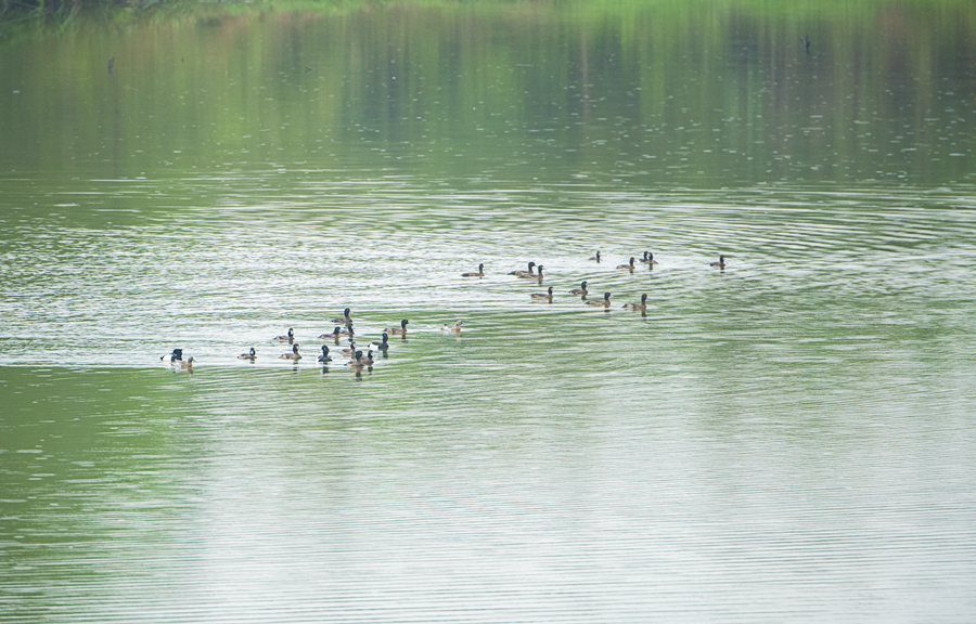 鳳頭潛鴨和鳳頭??現(xiàn)身武平縣千鷺湖國(guó)家濕地公園。李國(guó)潮攝