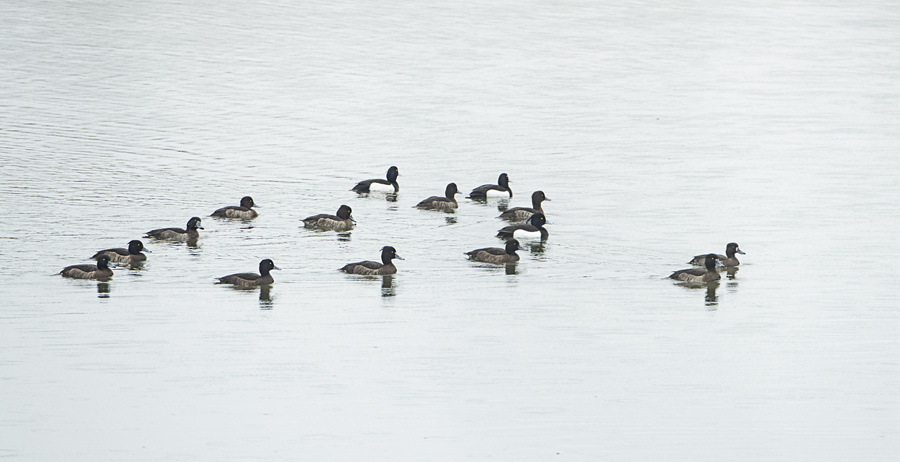 鳳頭潛鴨和鳳頭??成群嬉戲。李國(guó)潮攝
