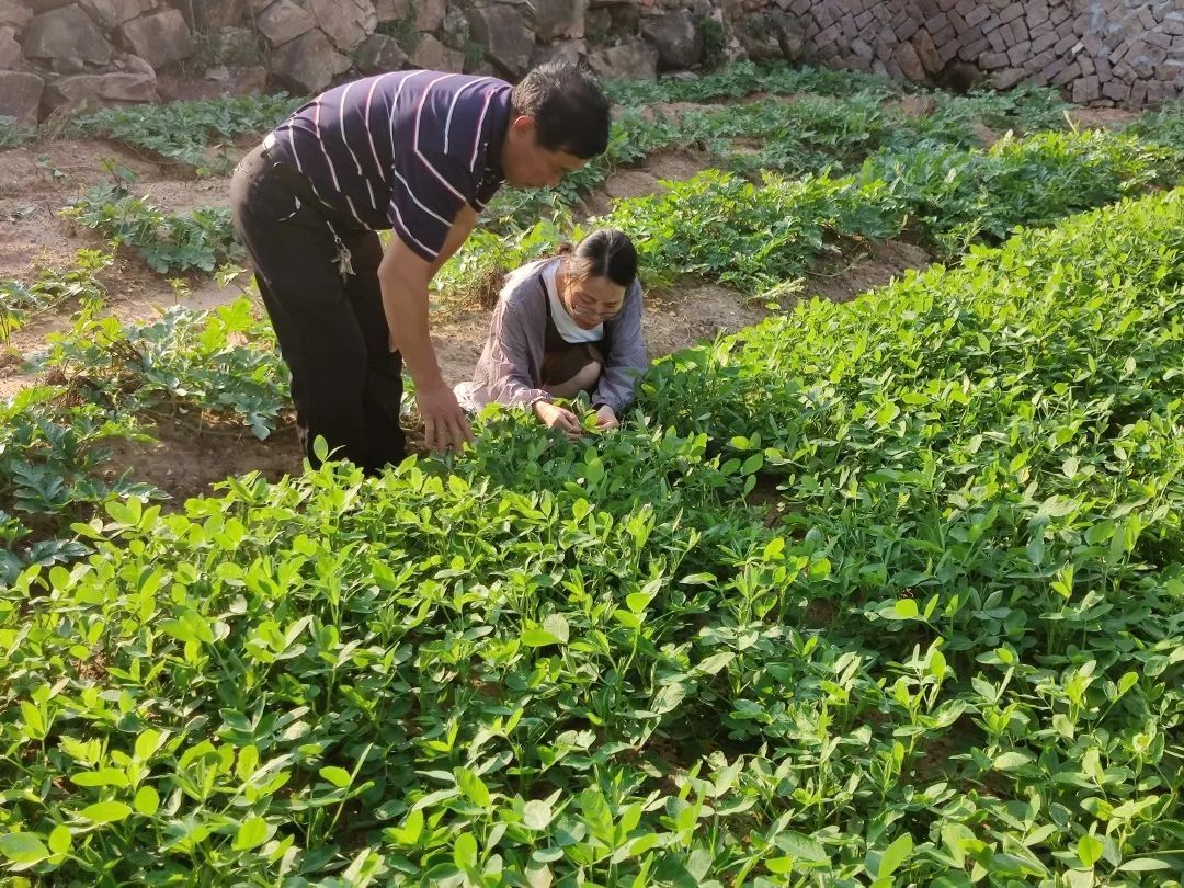 福州長(zhǎng)樂(lè)：沙土地里“淘金” 榕嶺花生爭(zhēng)“出圈”