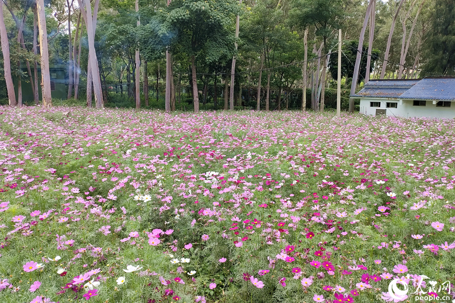 各種顏色的波斯菊在花田中交叉分布。人民網(wǎng) 陳博攝