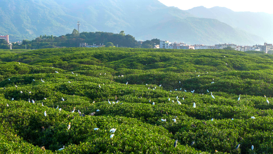 1.進(jìn)入夏季，位于福建省云霄縣的漳江口紅樹林國家級自然保護(hù)區(qū)，成群鷺鳥在此繁殖，或棲息枝頭或嬉戲打鬧，構(gòu)成了一道獨特優(yōu)美的自然生態(tài)景觀。方維攝.jpg