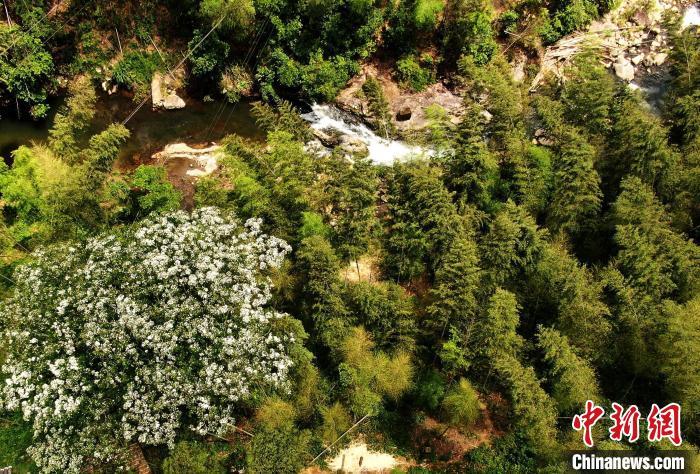圖為5月28日，龍棲山國家級自然保護區(qū)內(nèi)景色如畫。(無人機照片) 張斌 攝