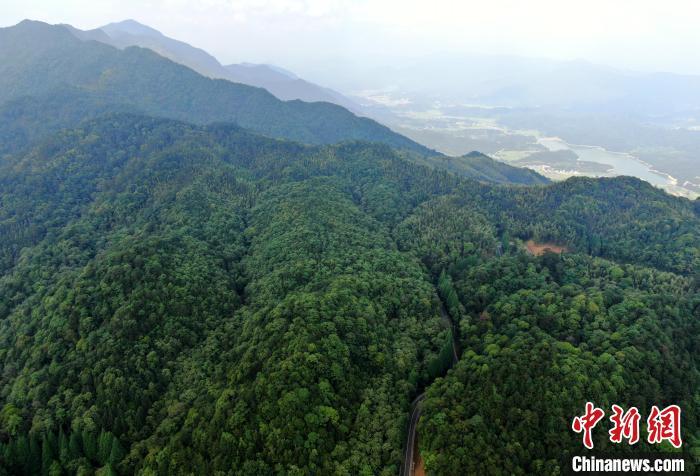 圖為5月28日，自然保護區(qū)內(nèi)山高林密，古木參天，秀水長流，保留著許多原始狀態(tài)的森林。(無人機照片) 張斌 攝